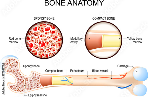 Bone anatomy. Femur structure.