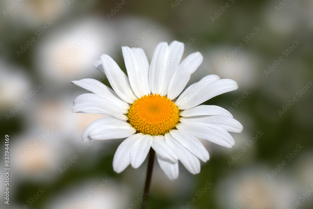 Closeup of a white Daisy flower (unknown Variety) in a cottage garden in early summer Closeup of a white Daisy flower (unknown Variety) in a cottage garden in early summer