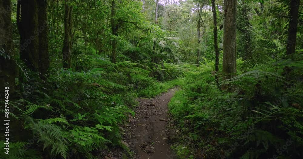 Path in the tropical forest in Bali. Nature background of a rainforest. Path in the tropical forest in Bali. Nature background of a rainforest.