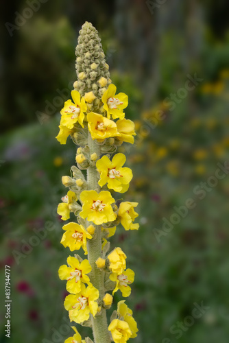 Closeup of flowrs of great mullein (Verbascum thapsus) in a garden in early summer