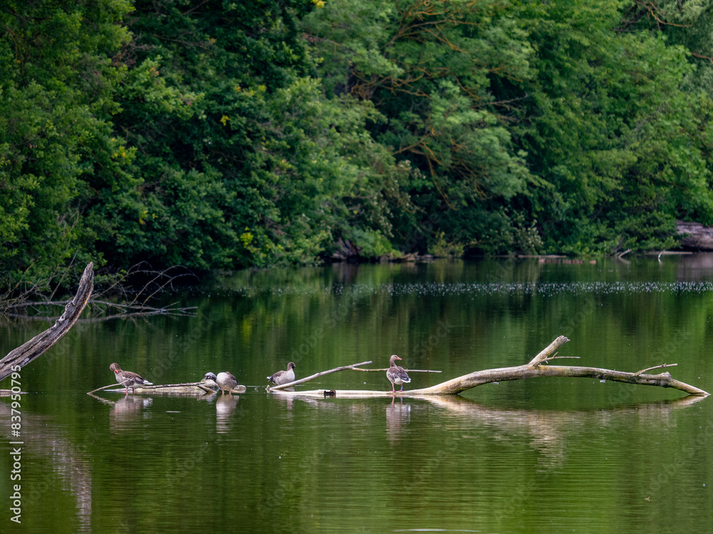 Entenfamilie schwimmt in einem See