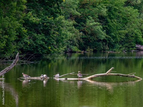 Entenfamilie schwimmt in einem See
