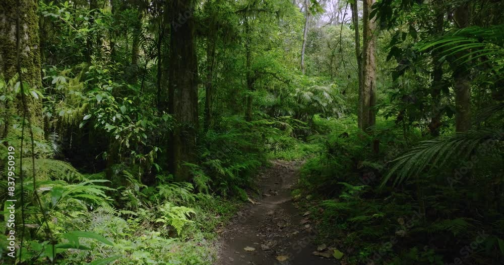 Path in the tropical forest in Bali. Nature background of a rainforest. Path in the tropical forest in Bali. Nature background of a rainforest.