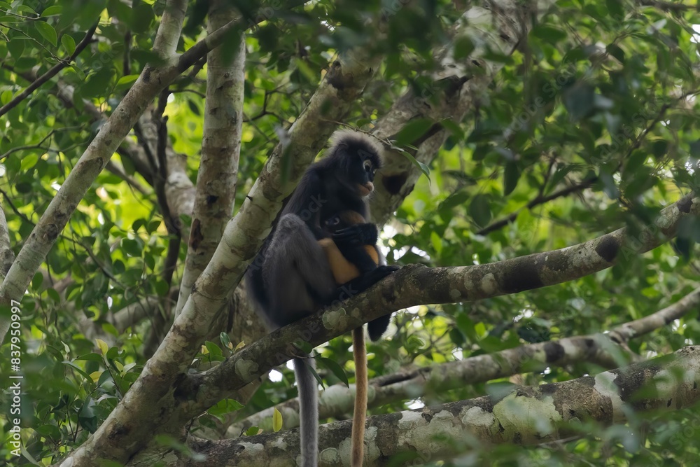 Obraz premium A Dusky langur hold babies on a branch in the spring forest