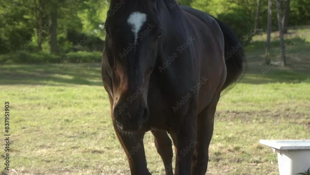 A brown domestic horse with a white spot on its forehead is curiously approaching the camera. A free-range horse. Pets in agriculture. A brown domestic horse with a white spot on its forehead is curiously approaching the camera. A free-range horse. Pets in agriculture.