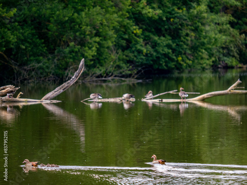 Entenfamilie schwimmt in einem See