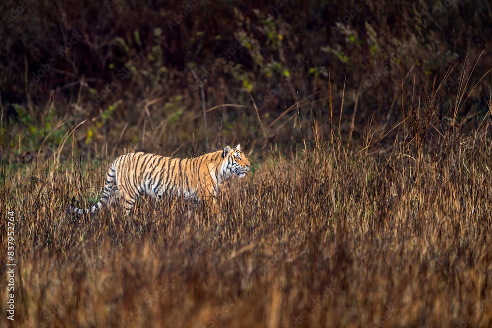 Obraz premium indian wild female tiger or panthera tigris or tigress side profile walking in grassland in winter season morning game drive or safari at jim corbett national park forest reserve uttarakhand india