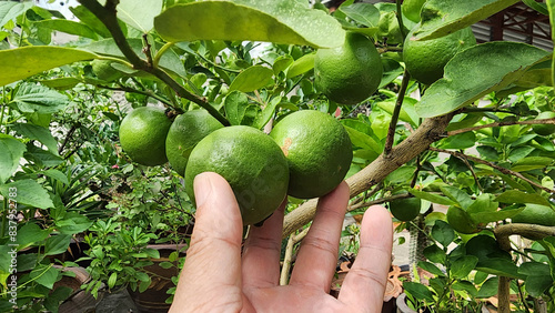 hand holding growing lemons in the home garden
