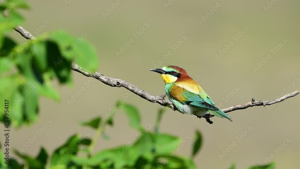 European bee eater Merops apiaster. The bird sits on a branch turns its head. Slow motion. European bee eater Merops apiaster. The bird sits on a branch turns its head. Slow motion.