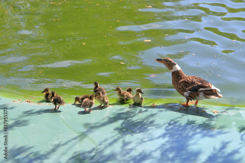 A mother duck looks after her ducklings on the shore of a pond in a public park.