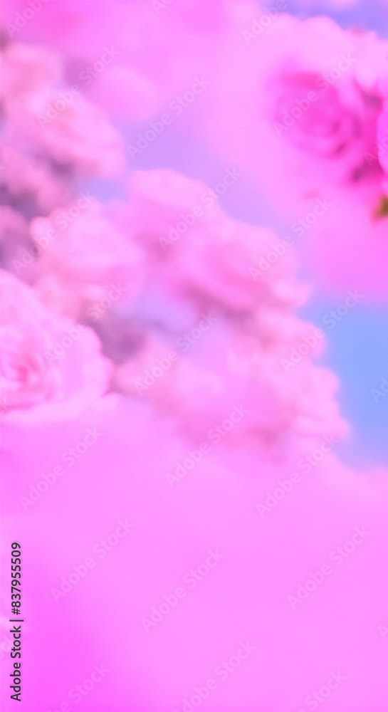 Pink roses in blue sky with sunlight soft blurred effect Backdrop pink roses Flowers wall background Wedding decoration video Beautiful rose field vertical Pink roses in blue sky with sunlight soft blurred effect Backdrop pink roses Flowers wall background Wedding decoration video Beautiful rose field vertical