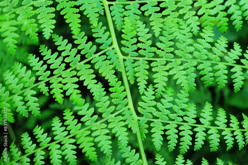 Abstract green fern leaf texture, nature background, tropical leaf Abstract green fern leaf texture, nature background, tropical leaf