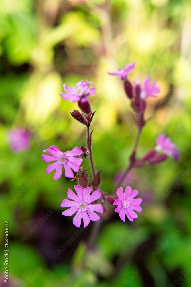 Bright flowers of the Silene drooping in the garden on a semi-blurred background. Bright flowers of the Silene drooping in the garden on a semi-blurred background.