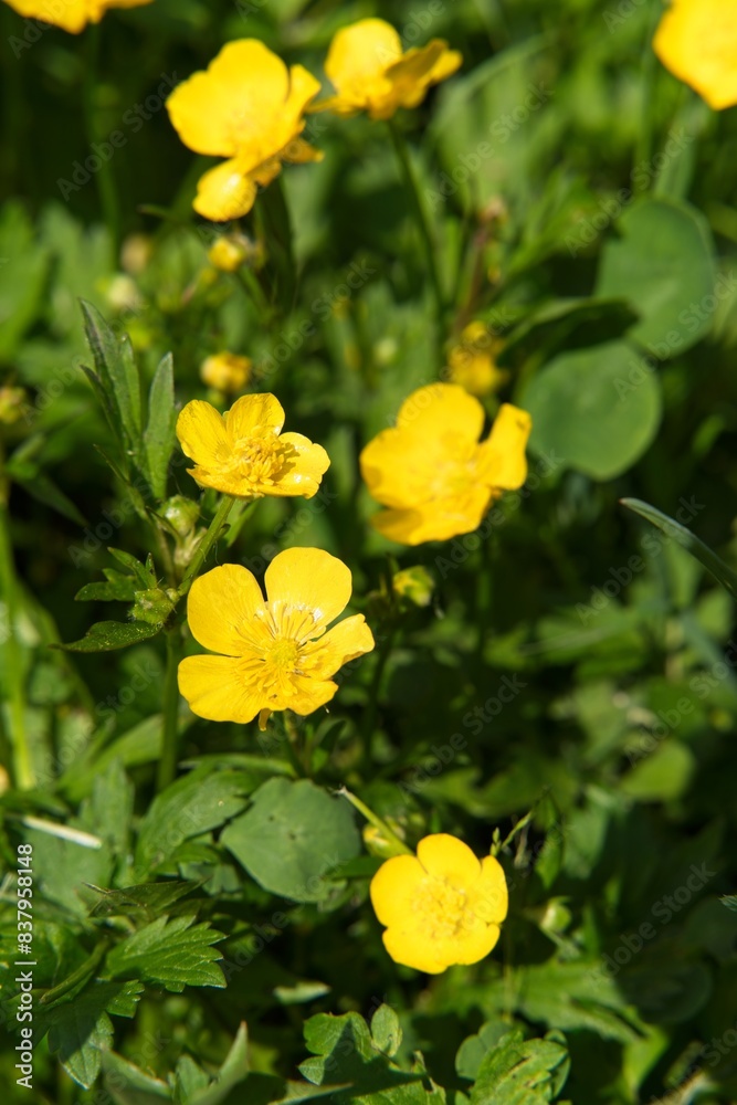 Yellow flowers of meadow buttercup among green grass. Yellow flowers of meadow buttercup among green grass.