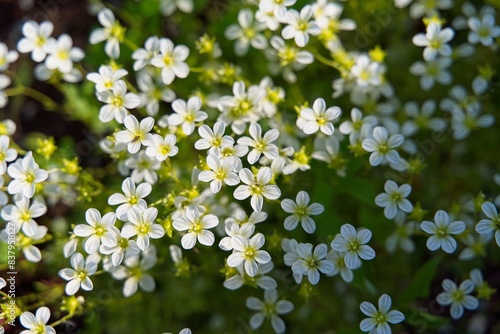  Small white flowers of saxifrage, decorative moss.                              