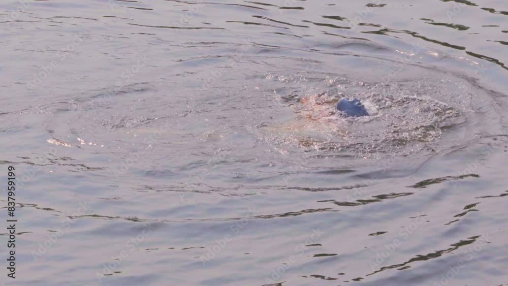 Indian man swimmer swimming in river open water with swimming cap and goggles Indian man swimmer swimming in river open water with swimming cap and goggles