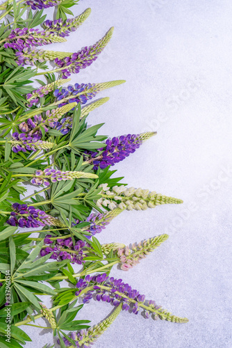 Lupine flowers. Purple pink buds plant. Petal floral background. Lupinus multicolor wild flower