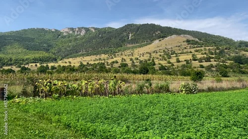 Camera panning to the left, capturing the green fields, and sunflower fields of Torocko, Rimetea photo