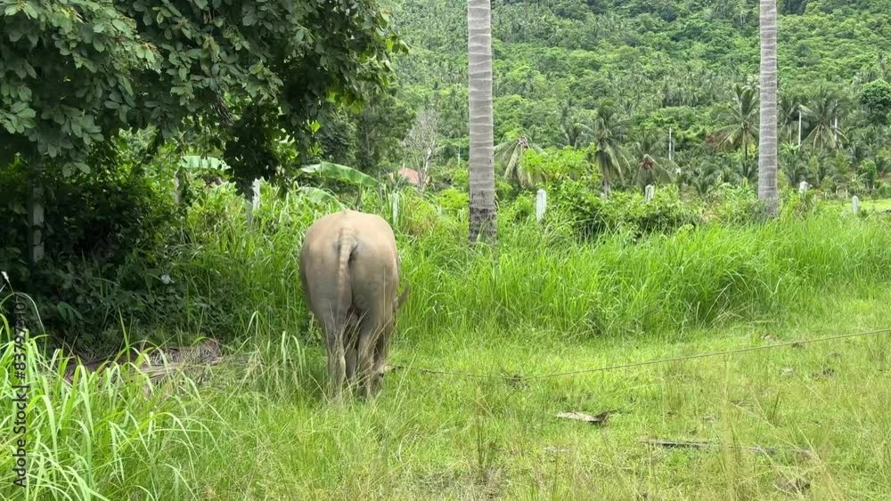 Water buffalo in Thailand Koh Samui