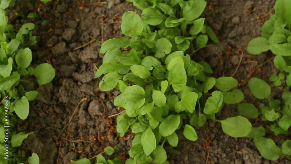 Young sorrel. Cultivation of sorrel. Young sorrel leaves.
