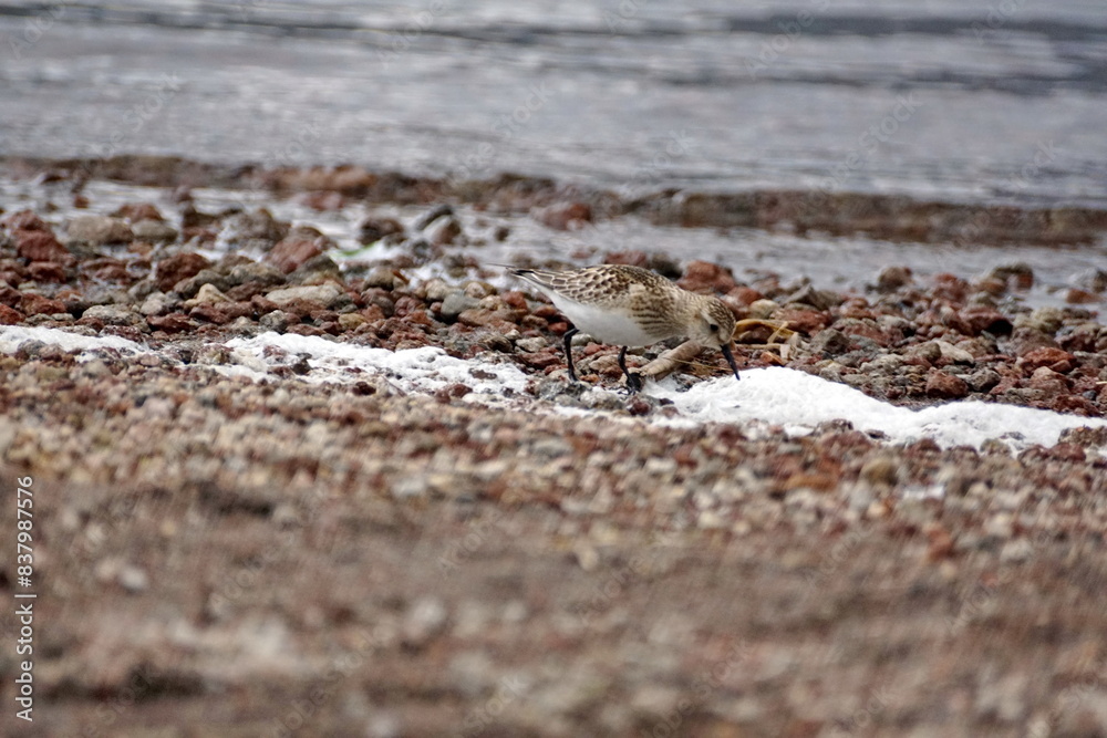 Baird's sandpiper (Calidris bairdii) on the shore of Lago Mojanda, outside of Otavalo, Ecuador Baird's sandpiper (Calidris bairdii) on the shore of Lago Mojanda, outside of Otavalo, Ecuador