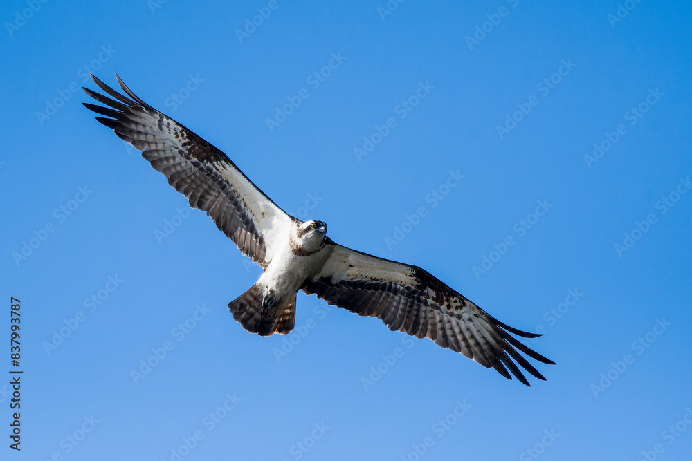 Fischadler im Flug (Pandion haliaetus) Fischadler im Flug (Pandion haliaetus)