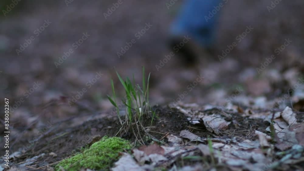 Forest Walk - Mossy Ground and Fallen Leaves. Man walking in woodland. Slow motion Forest Walk - Mossy Ground and Fallen Leaves. Man walking in woodland. Slow motion