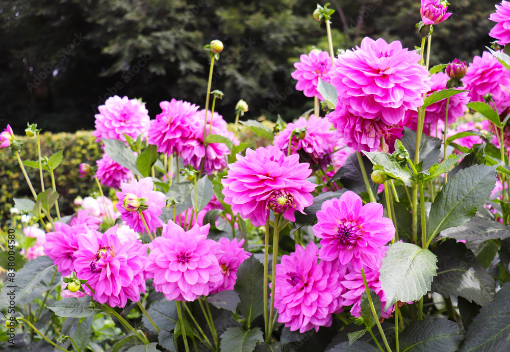 Fototapeta premium colorful dahlias in the city garden