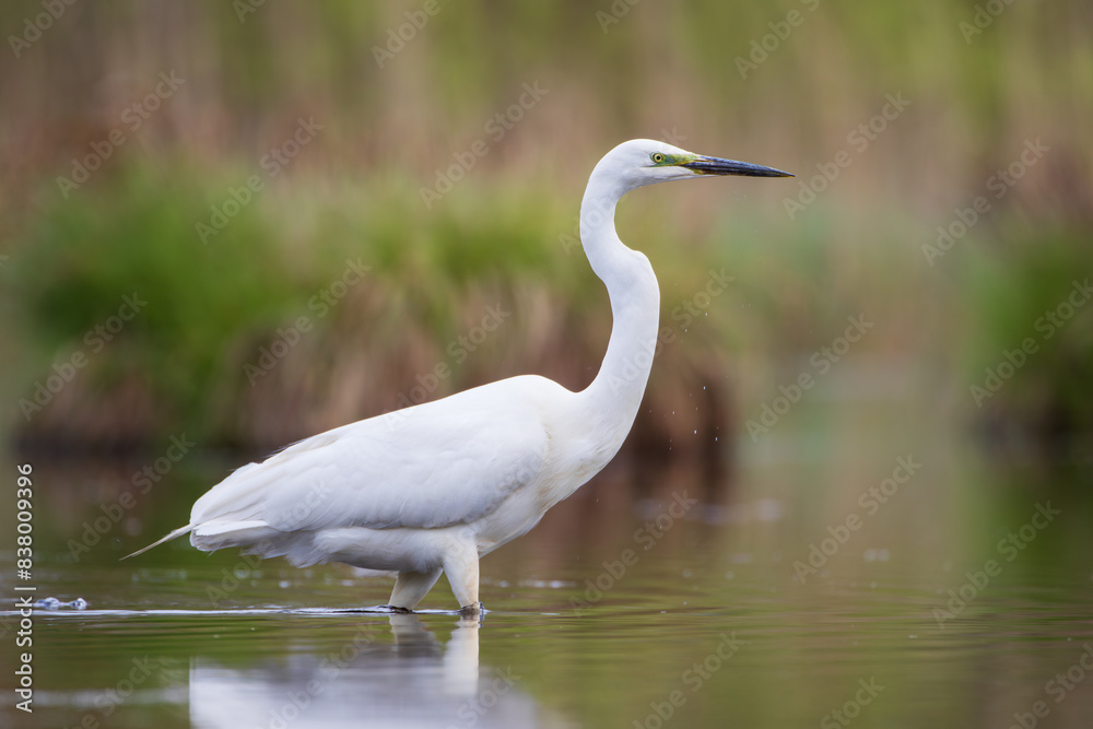 A white heron standing in the water on a green-brown background