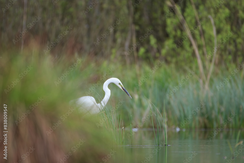 Fototapeta premium A heron hidden among the grass in the lake