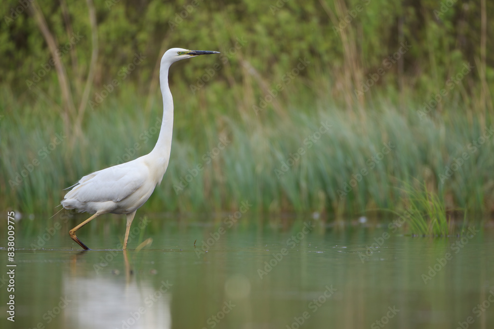 A heron walking in the lake against the background of green reeds and bushes A heron walking in the lake against the background of green reeds and bushes