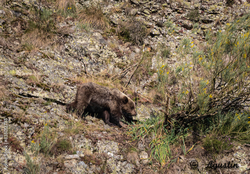 Spectacular day seeing brown bears in Asturias!