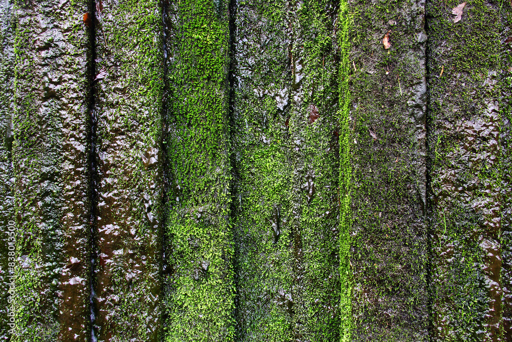Fototapeta premium Wet stone wall with green moss as background