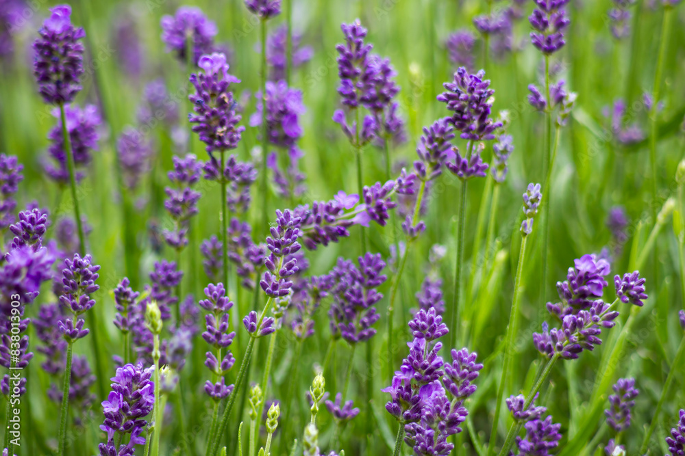 Obraz premium lavender flowers in a garden