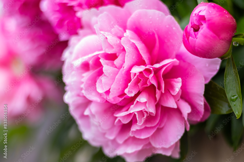 pink peony bloom, spring flowers in garden