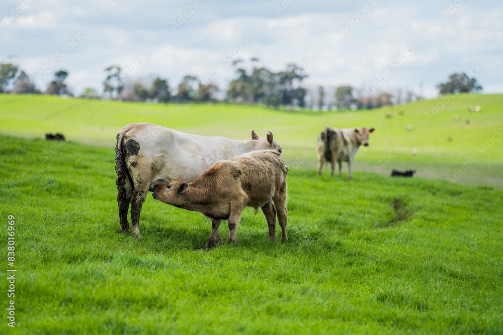 herd of big fat steers grazing on lush long green pasture in a field on a. beef cattle farm in Australia in spring, with regenerative native pasture herd of big fat steers grazing on lush long green pasture in a field on a. beef cattle farm in Australia in spring, with regenerative native pasture