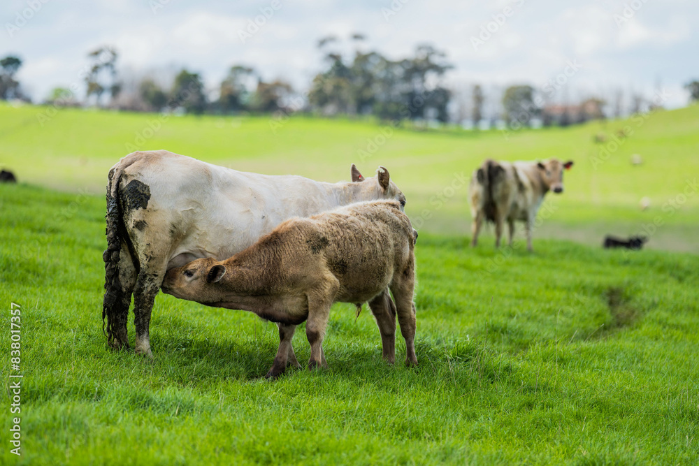 beautiful cattle in Australia eating grass, grazing on pasture. Herd of cows free range beef being regenerative raised on an agricultural farm. Sustainable farming of food crops. beautiful cattle in Australia eating grass, grazing on pasture. Herd of cows free range beef being regenerative raised on an agricultural farm. Sustainable farming of food crops.