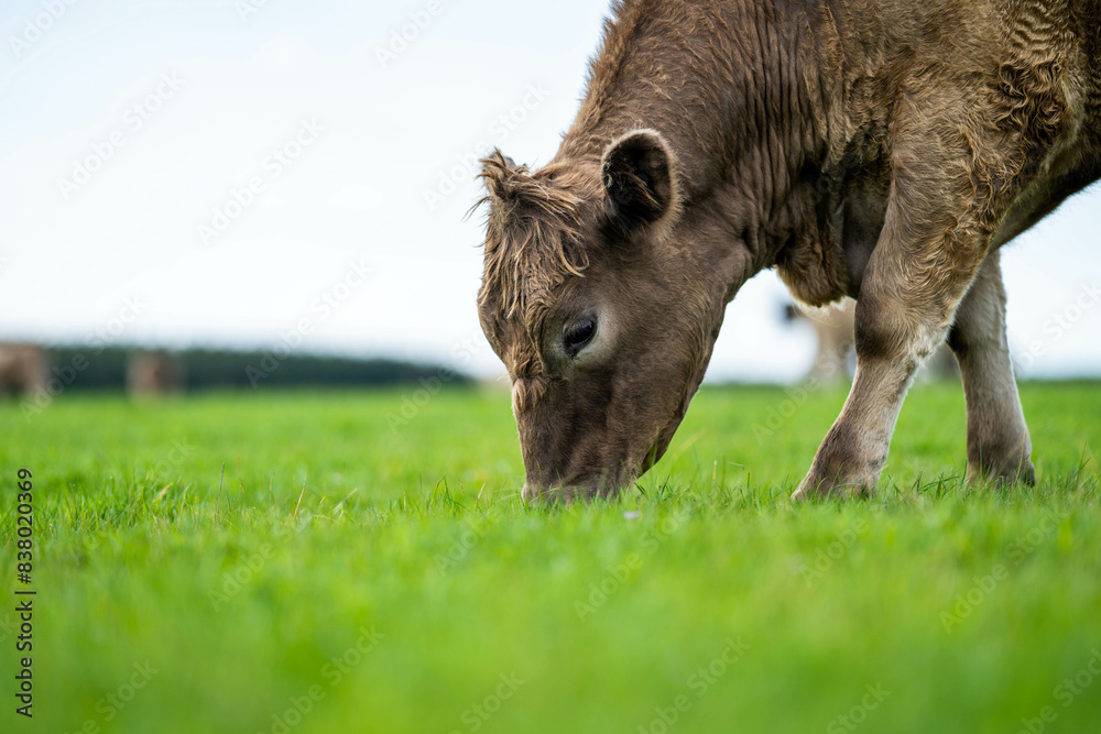 Fototapeta premium beautiful cattle in Australia eating grass, grazing on pasture. Herd of cows free range beef being regenerative raised on an agricultural farm. Sustainable farming 