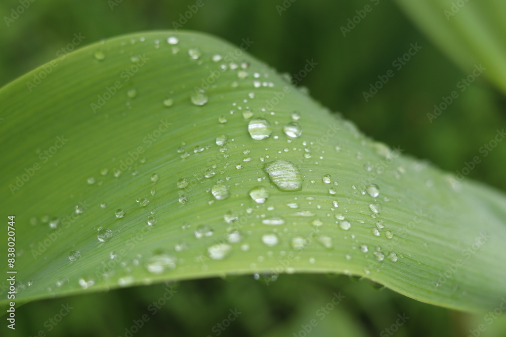 Bright droplets of summer rain on the surface of long tulip leaves. Bright droplets of summer rain on the surface of long tulip leaves.