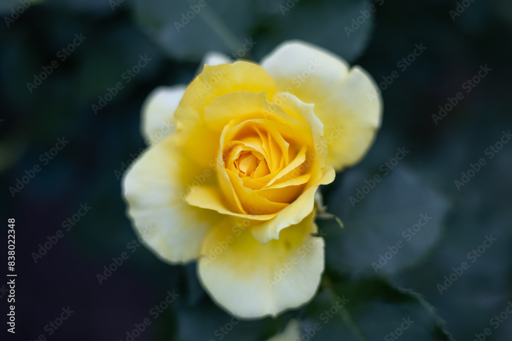 Naklejka premium Yellow smile