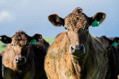 livestock restoring landscape through farming with cows photo