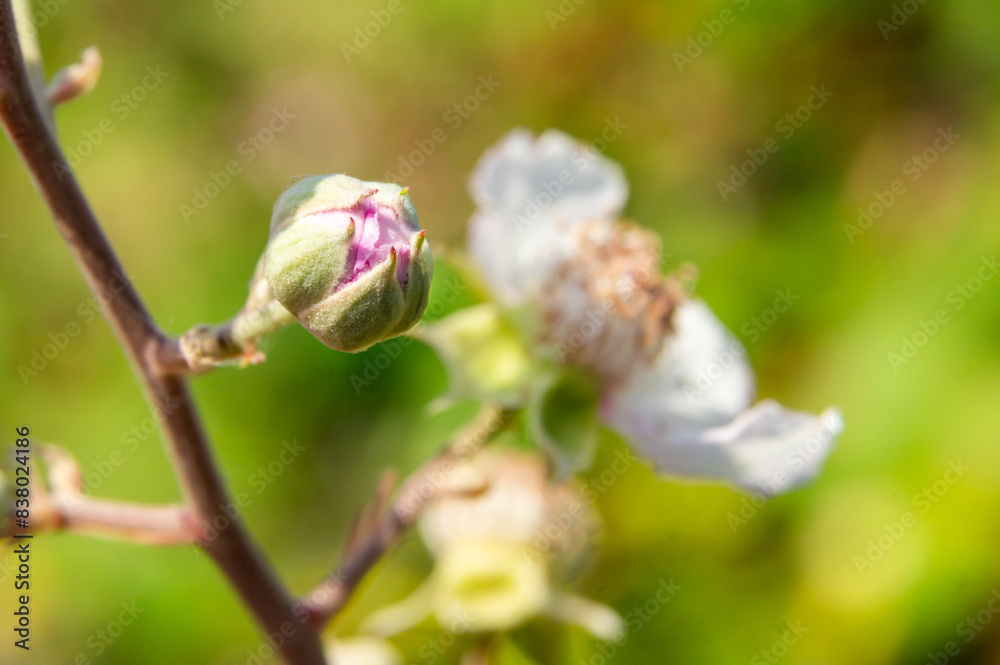 Rebirth in pink: The powerful start of a flower in spring. Rebirth in pink: The powerful start of a flower in spring.