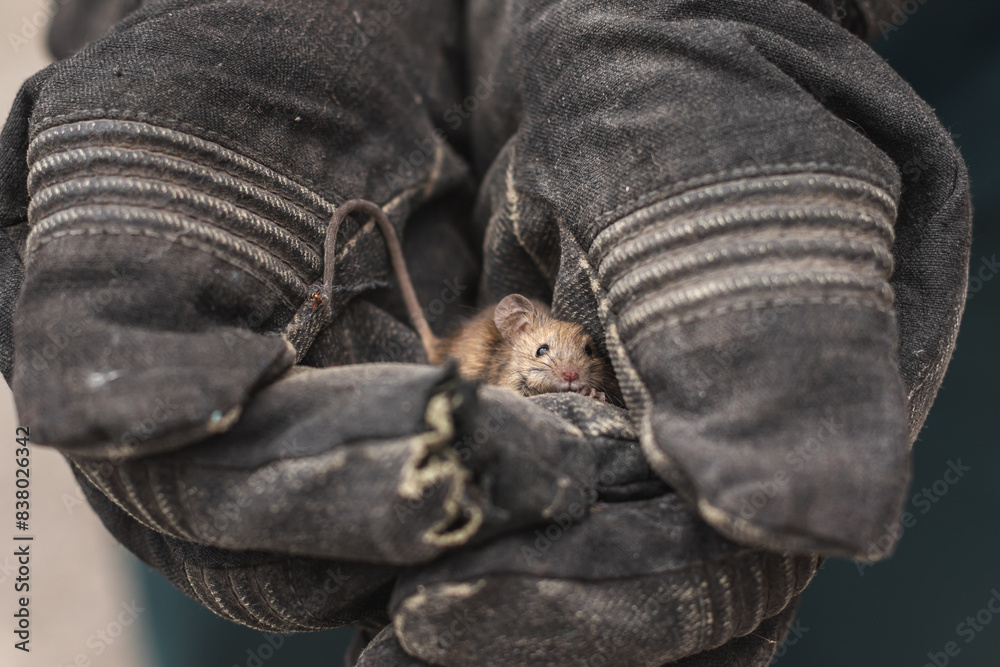 Obraz premium Mouse in gloved hands. Rodent was caught