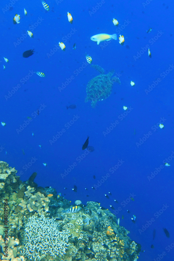 Fototapeta premium Indonesia Bunaken - Marine life Coral reef with tropical fish and sea turtle