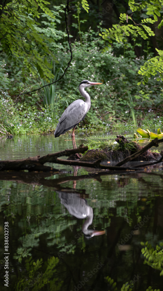Reiher isoliert Weiher Teich Wald Futtersuche Grün Bäume Blätter Sommer Reiher isoliert Weiher Teich Wald Futtersuche Grün Bäume Blätter Sommer