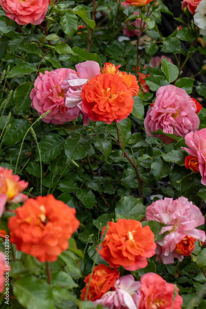 Orange pink rose bud in the garden. Flower red petals bush flowerbed. Red roses outdoor Orange pink rose bud in the garden. Flower red petals bush flowerbed. Red roses outdoor