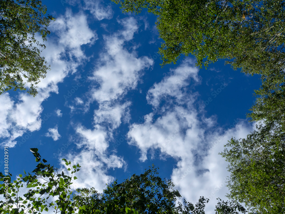 Fototapeta premium Looking up through the treetops. Beautiful natural frame of foliage against the sky. Green leaves and branches against a background of blue sky and clouds. 