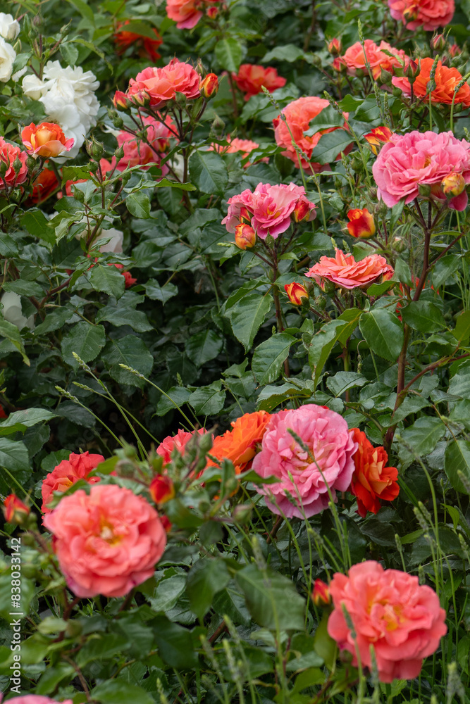 Orange pink rose bud in the garden. Flower red petals bush flowerbed. Red roses mix outdoor Orange pink rose bud in the garden. Flower red petals bush flowerbed. Red roses mix outdoor