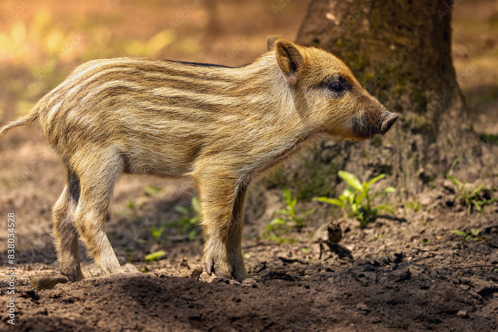 Baby boar standing in the dirt beside trees. Baby boar standing in the dirt beside trees.