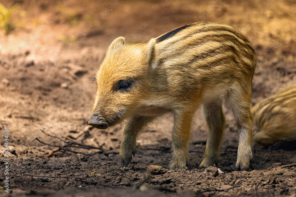 Baby boar standing in the dirt beside trees. Baby boar standing in the dirt beside trees.